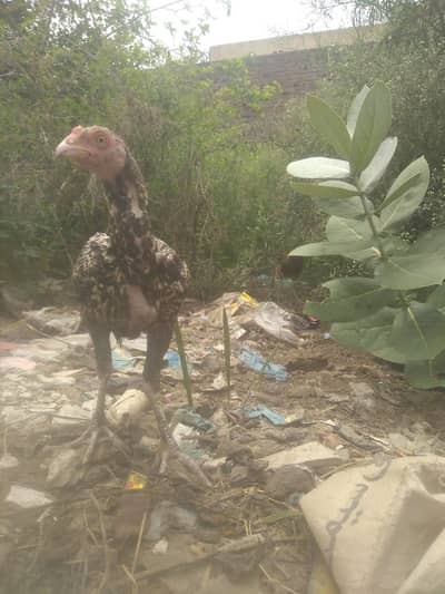 Aseel chicks for sell