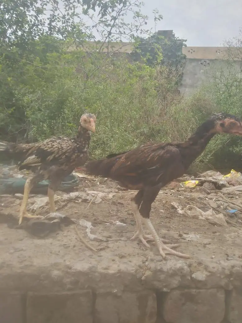 Aseel chicks for sell — photo 2