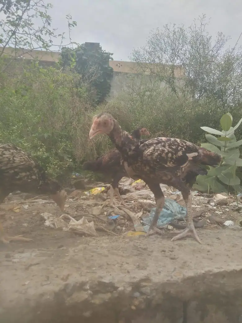 Aseel chicks for sell — photo 3