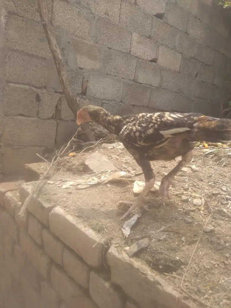 Aseel chicks for sell — photo 4