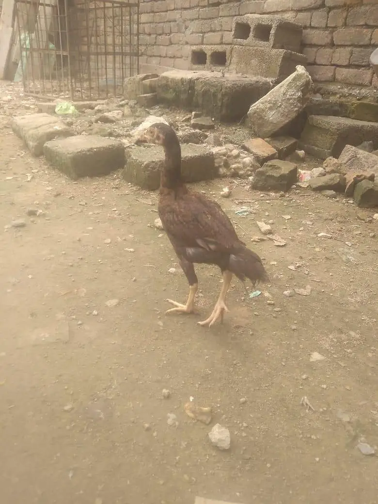 Aseel chicks for sell — photo 5