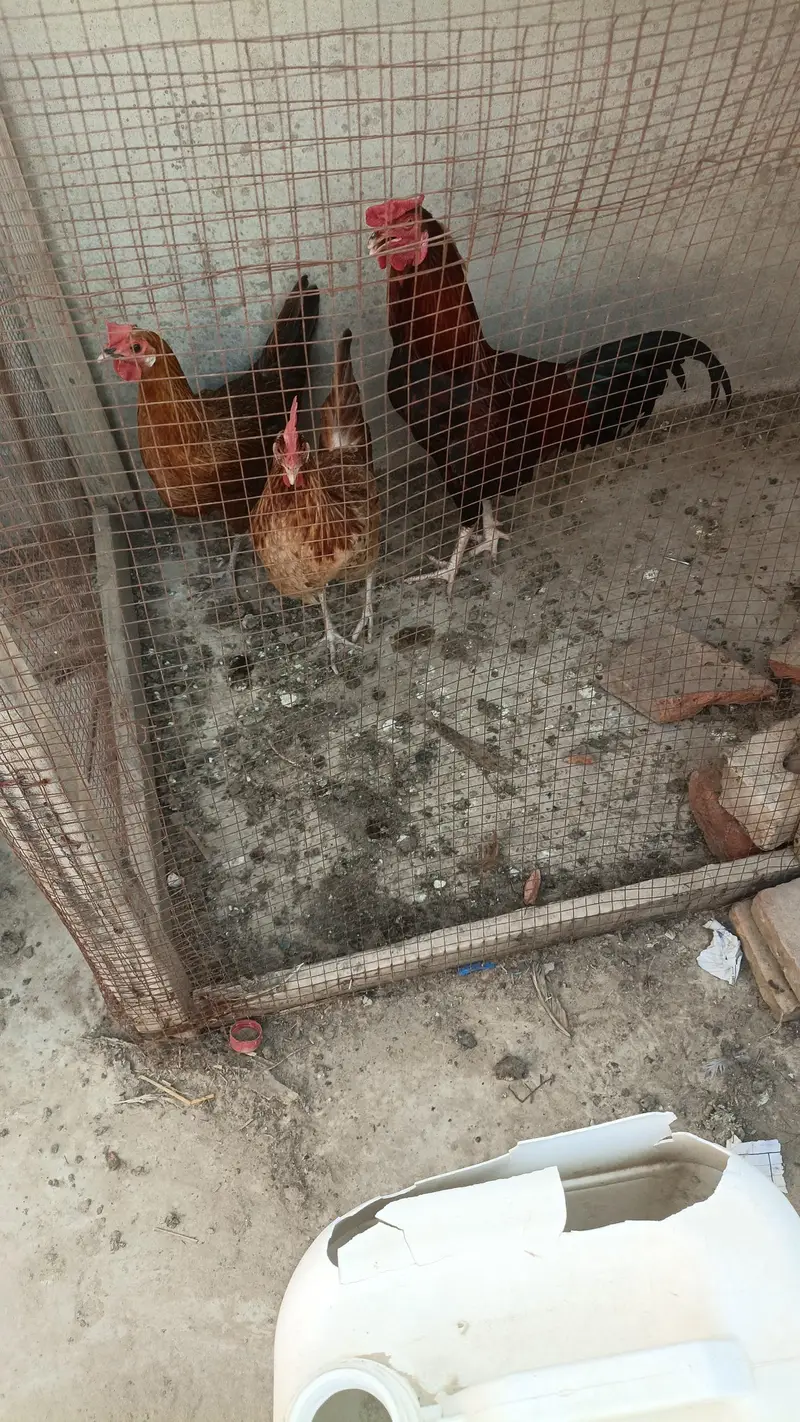 Hens. littel perrots. jawa sparow
