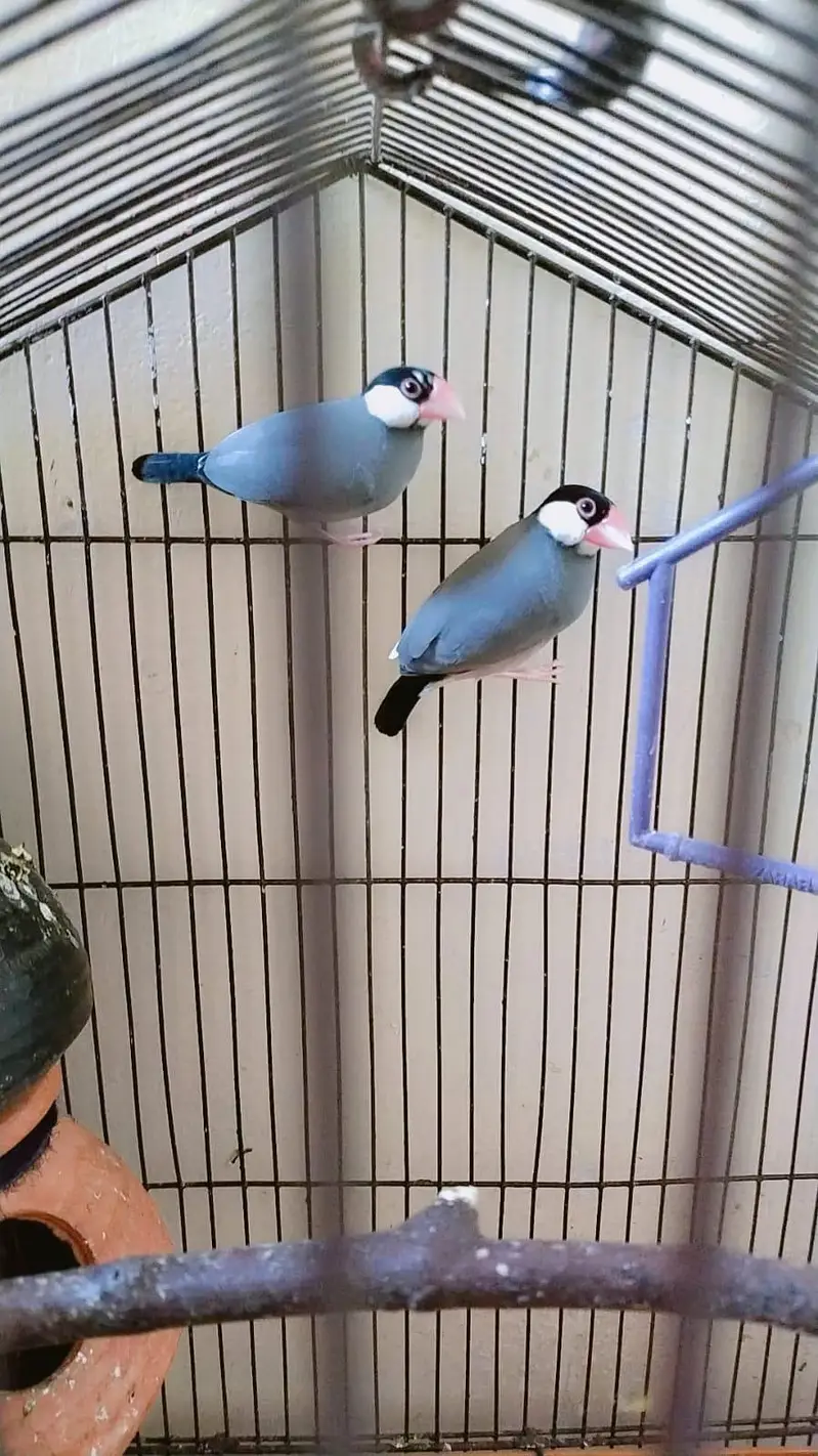 Hens. littel perrots. jawa sparow — photo 2