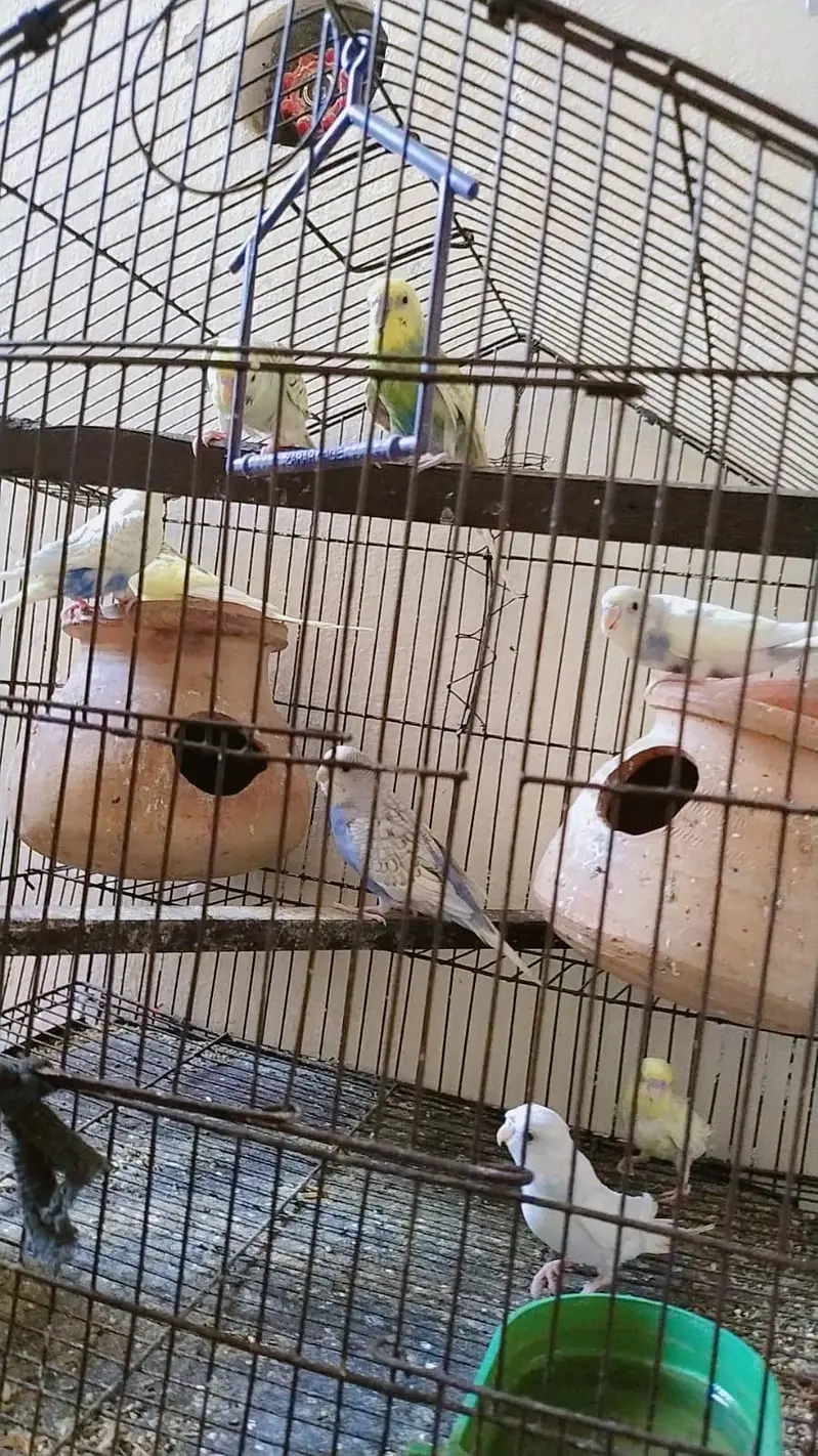 Hens. littel perrots. jawa sparow — photo 3
