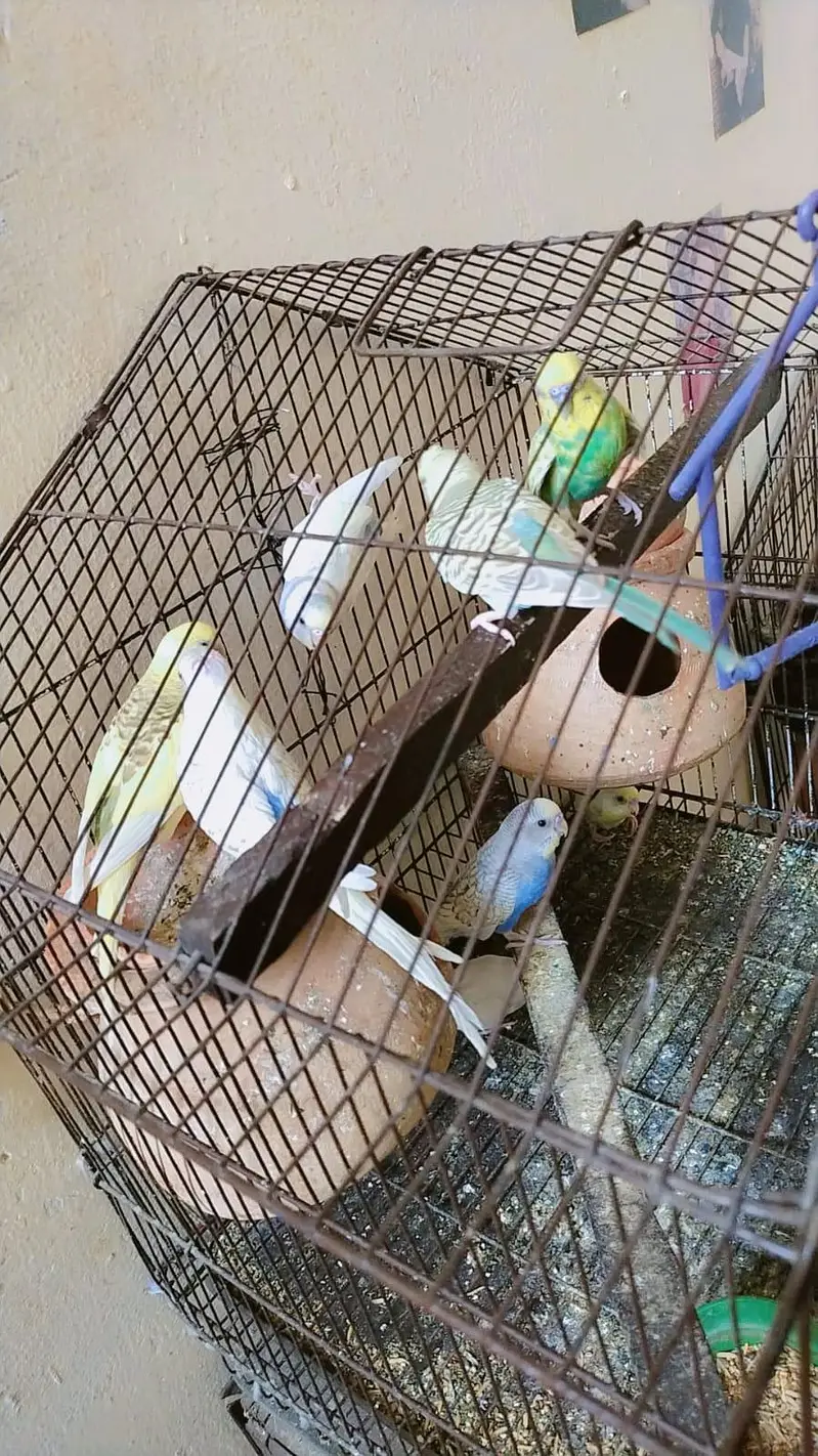 Hens. littel perrots. jawa sparow — photo 5