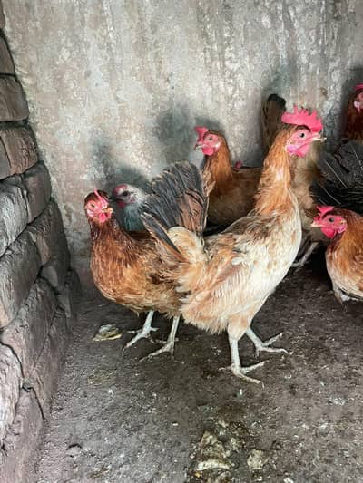 ando wali murghiya for sale