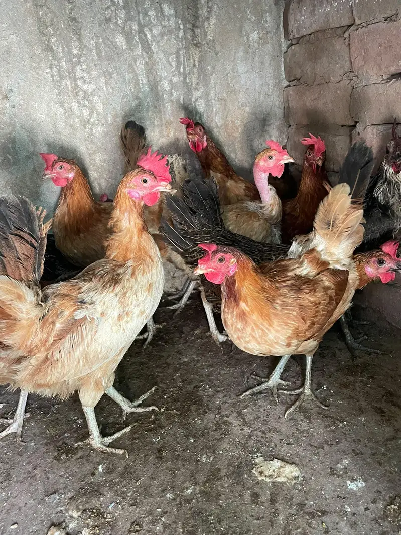 ando wali murghiya for sale — photo 2
