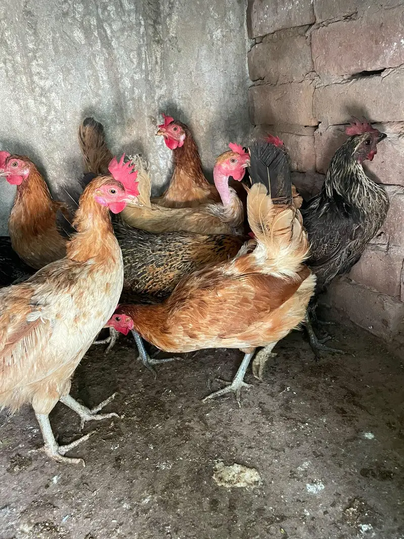 ando wali murghiya for sale — photo 3