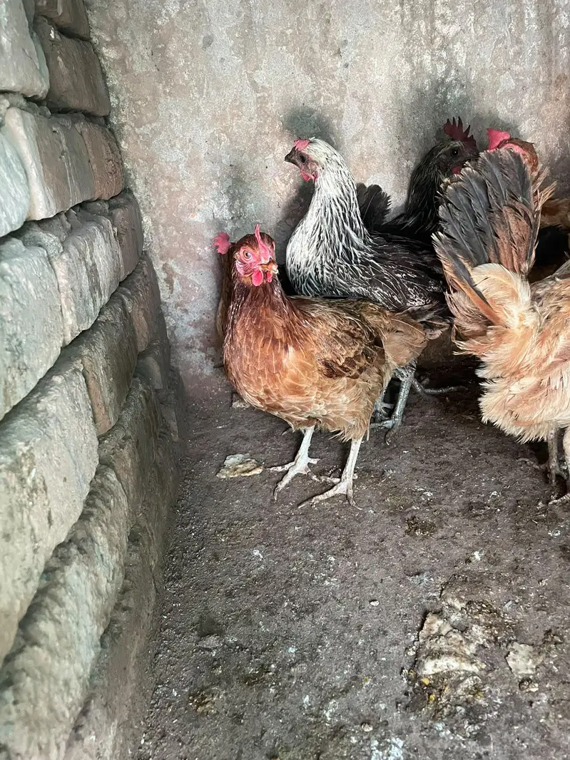 ando wali murghiya for sale — photo 4