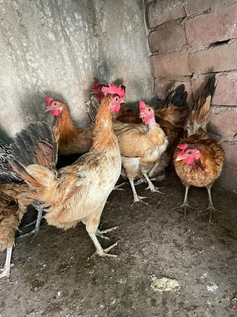 ando wali murghiya for sale — photo 6