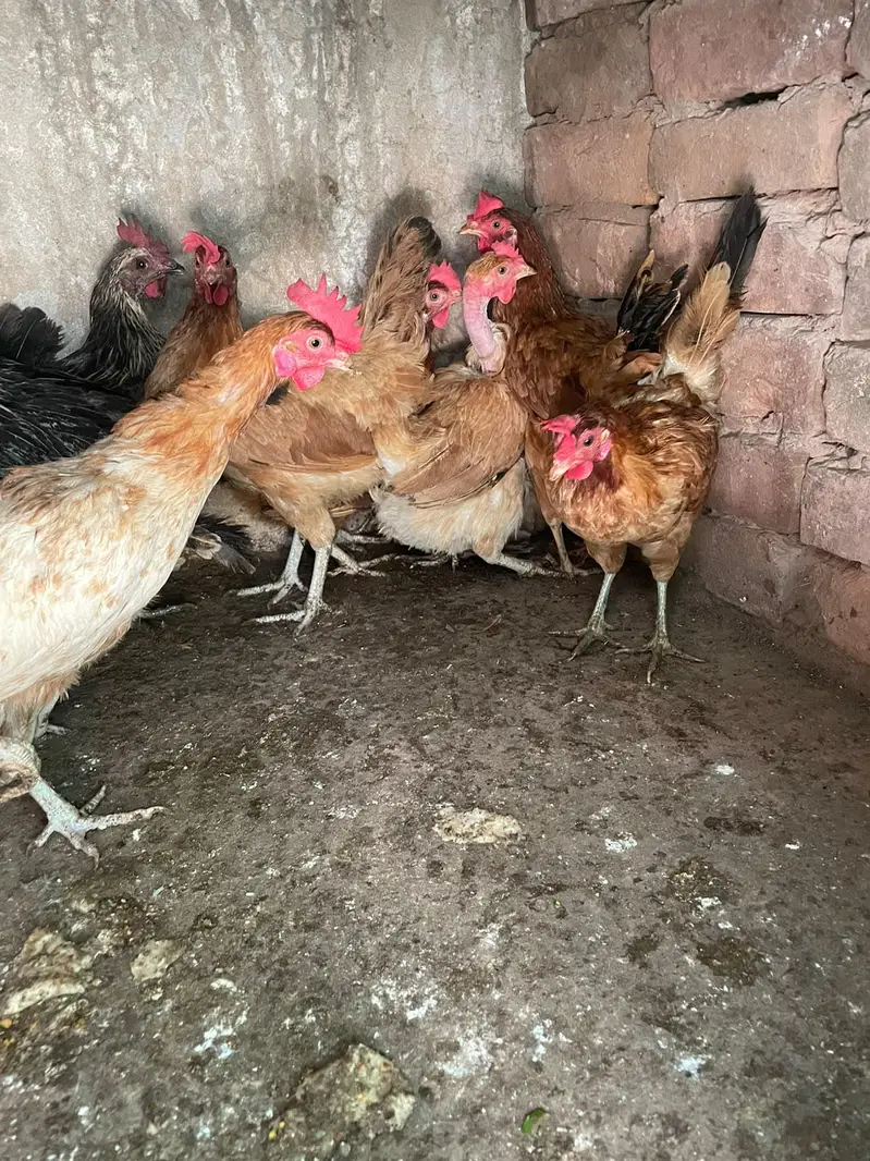 ando wali murghiya for sale — photo 7