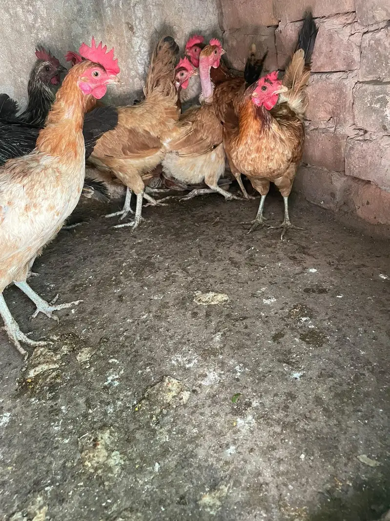 ando wali murghiya for sale — photo 8