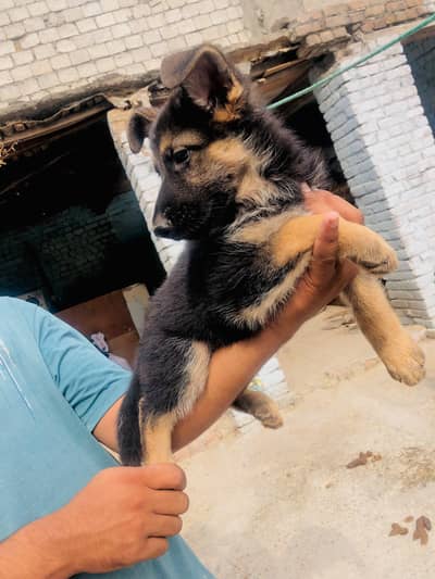female puppy