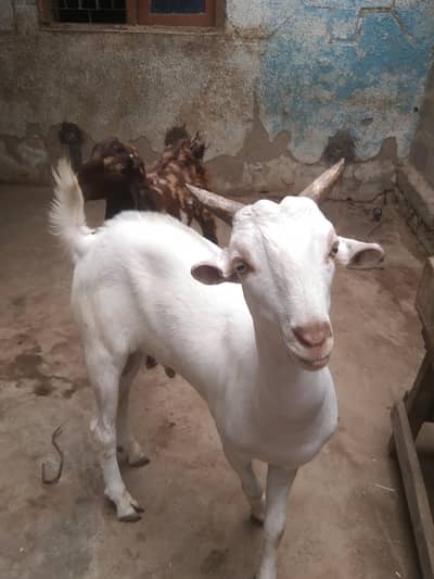 tapra khera bkra