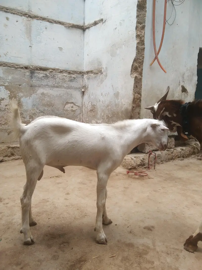tapra khera bkra — photo 2