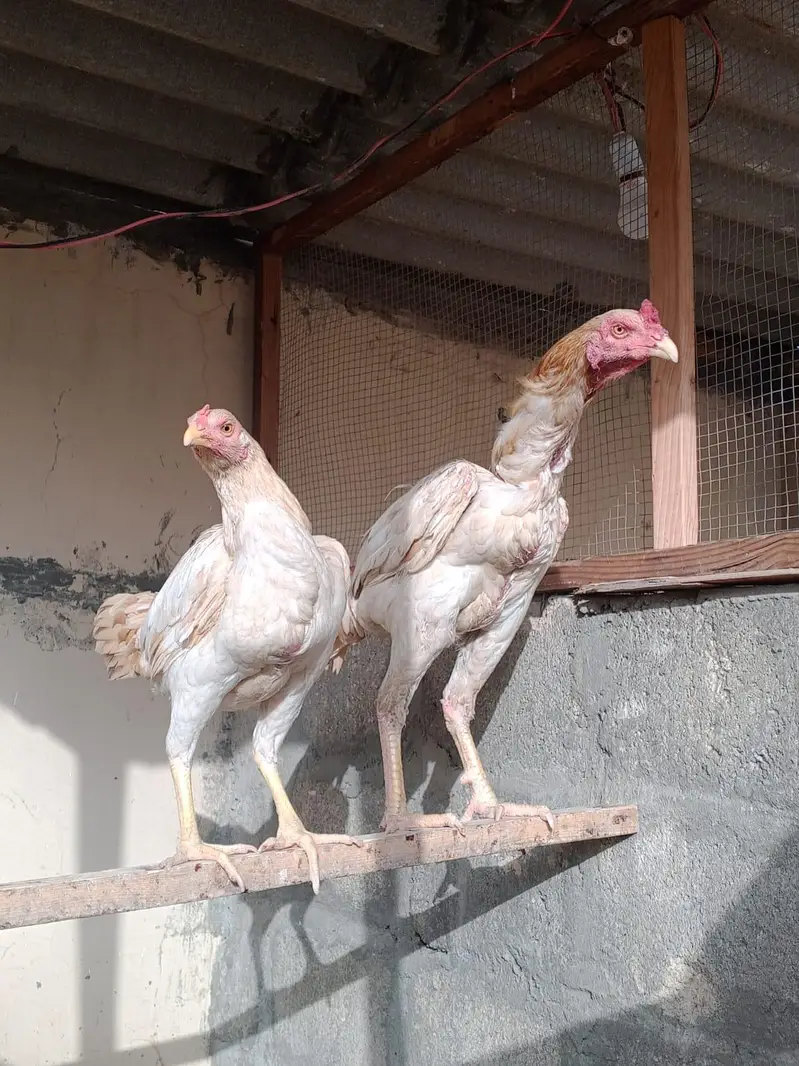 aseel amroha for sale — photo 2