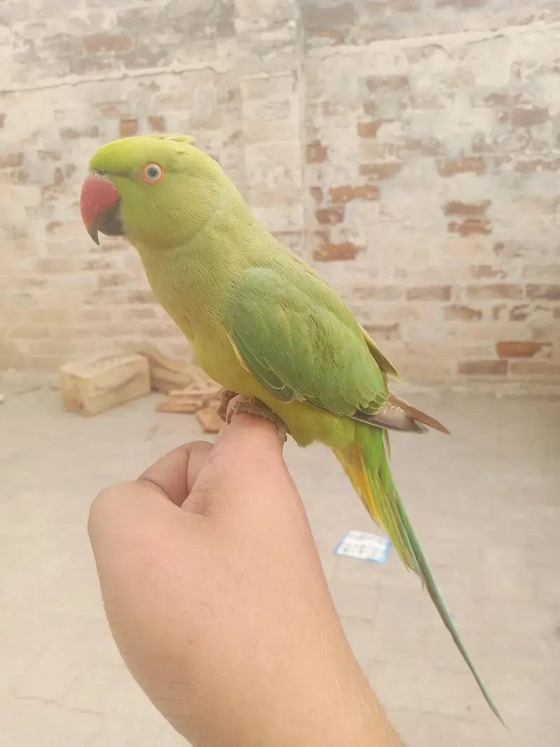 Metuu G — photo 2