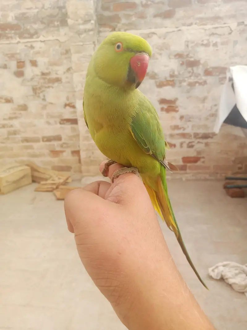 Metuu G — photo 3