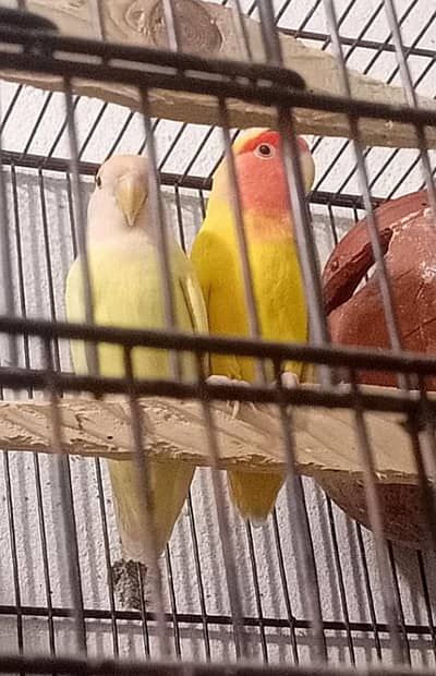2 Love Birds pairs with cage