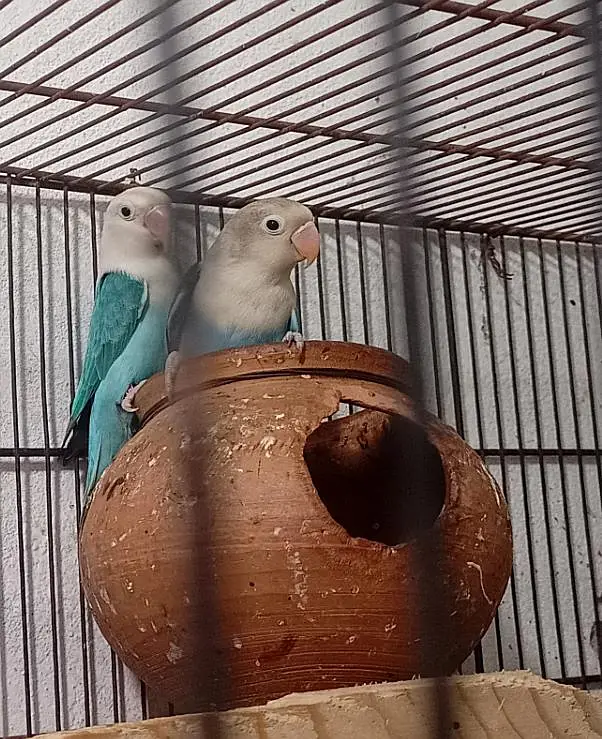2 Love Birds pairs with cage — photo 2