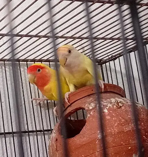 2 Love Birds pairs with cage — photo 3