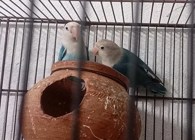 2 Love Birds pairs with cage — photo 4