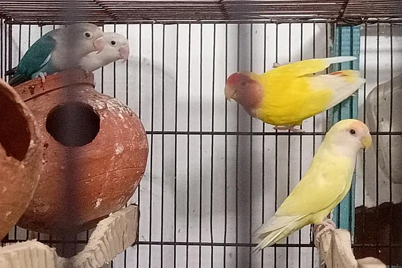 2 Love Birds pairs with cage — photo 5