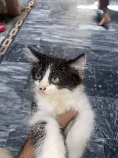 Persian cat