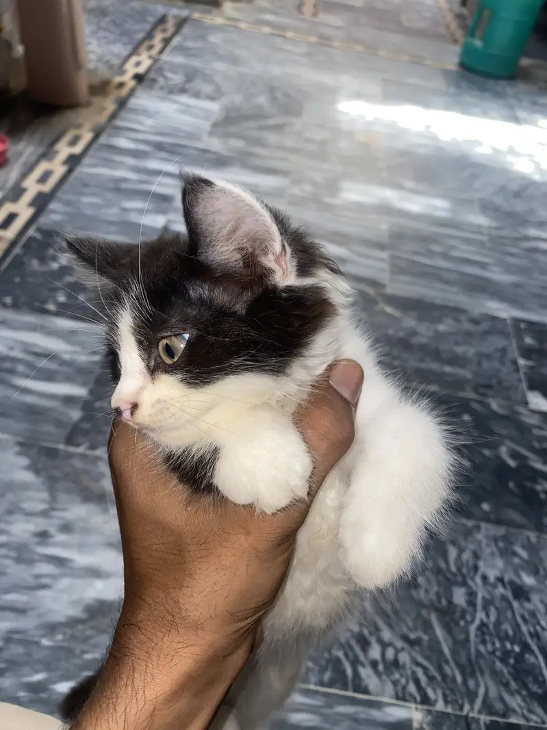 Persian cat — photo 2