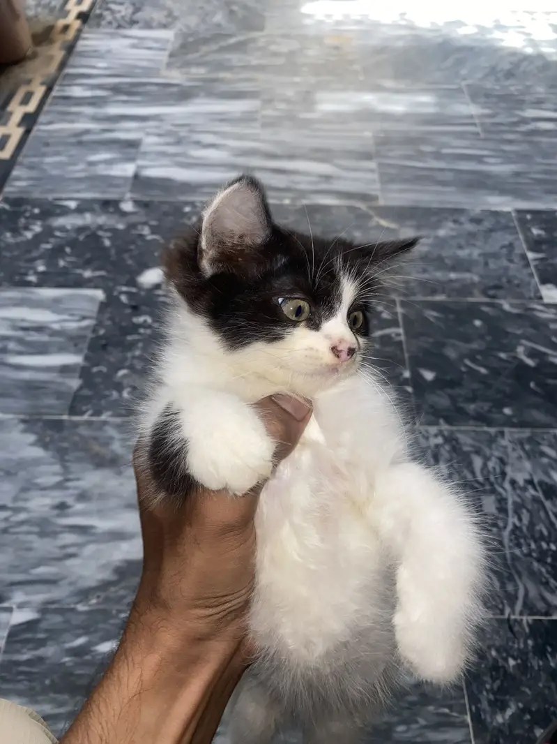 Persian cat — photo 3