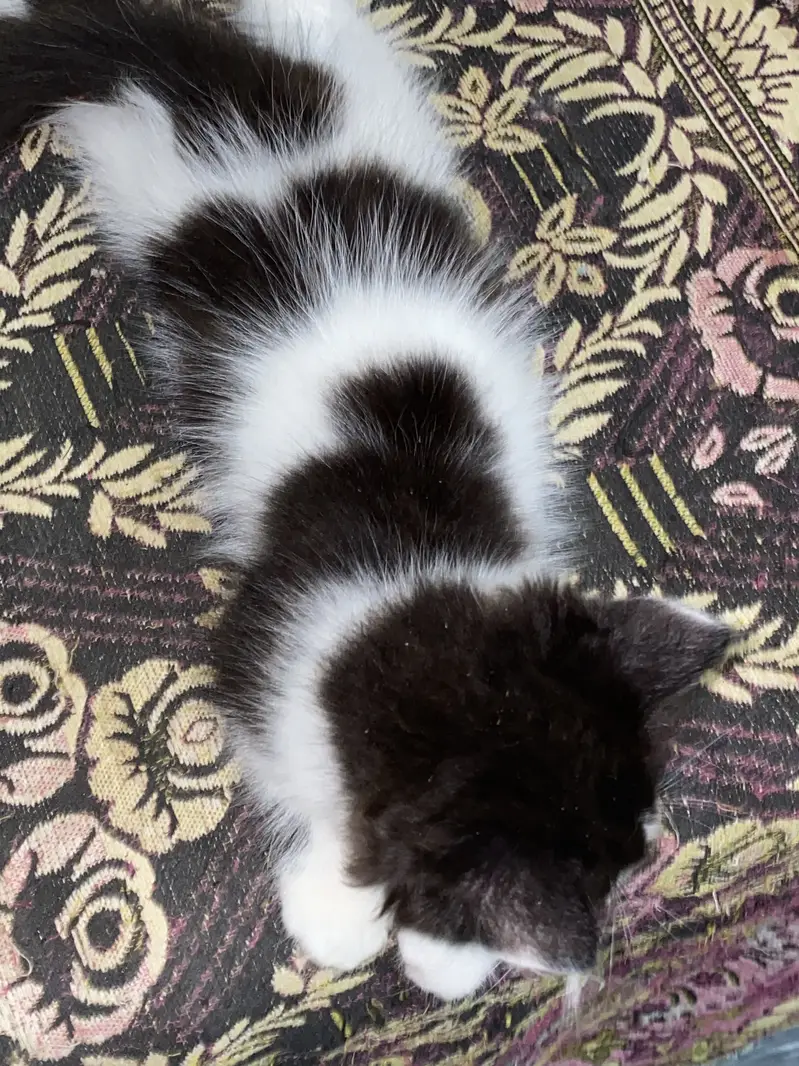 Persian cat — photo 4