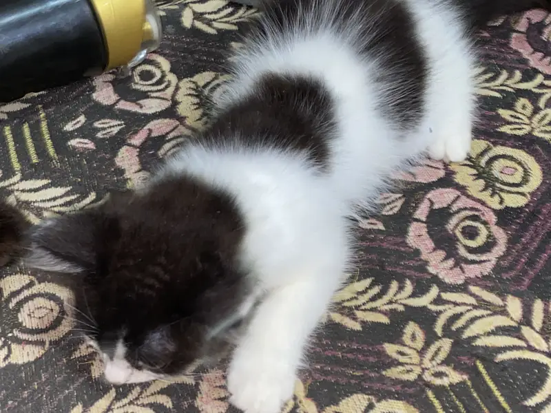 Persian cat — photo 5