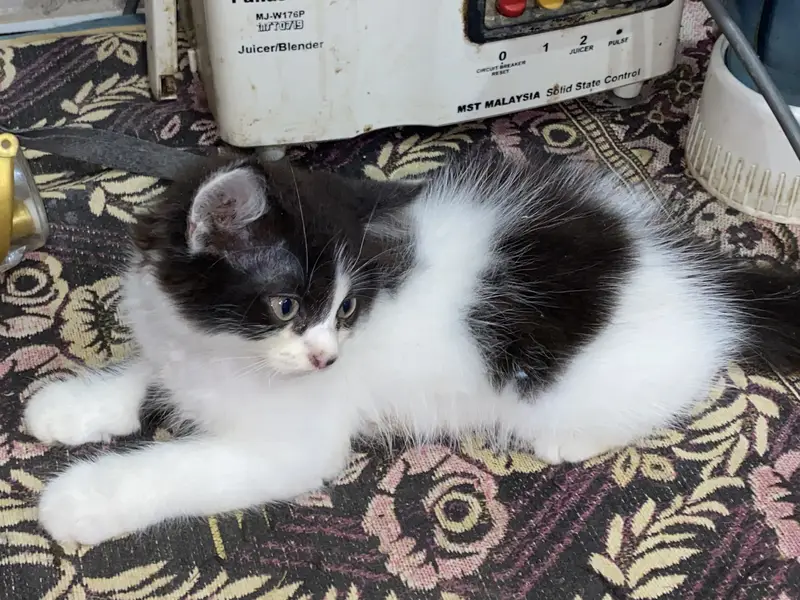 Persian cat — photo 6