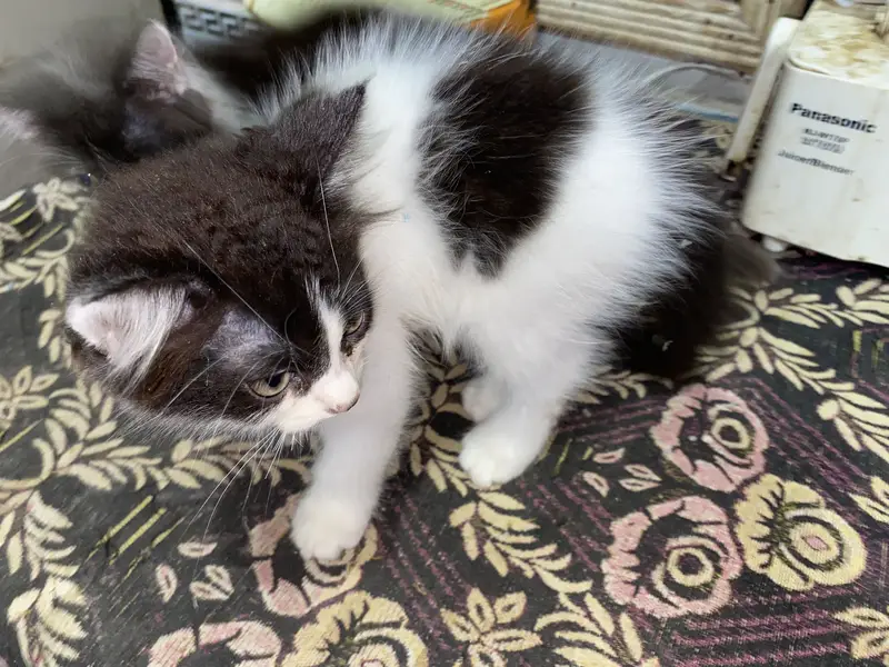 Persian cat — photo 7