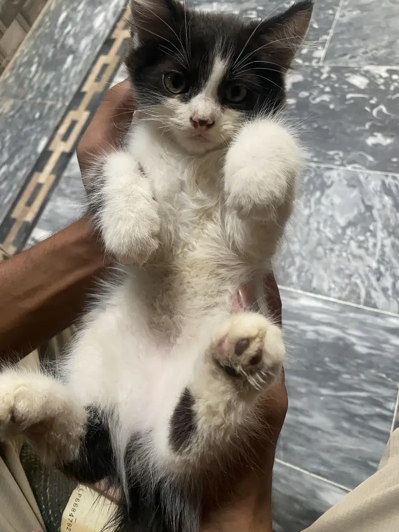 Persian cat — photo 8