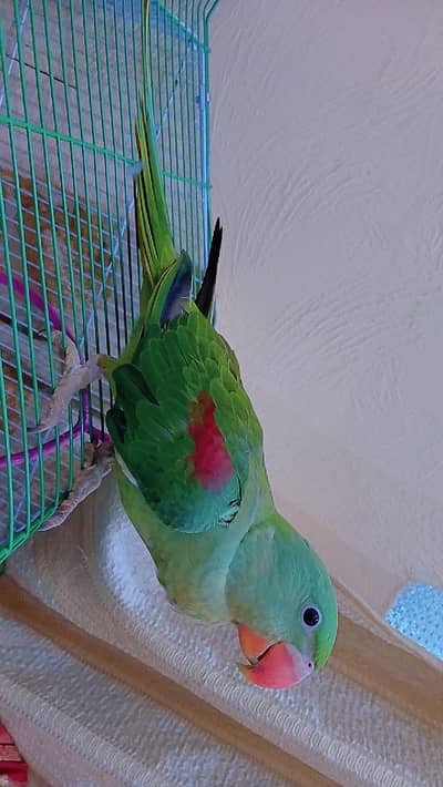 raw parrot sale urgent