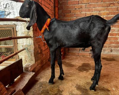 Bakra for sale qurbani  2027