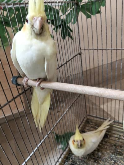 cocktail pairs for sale