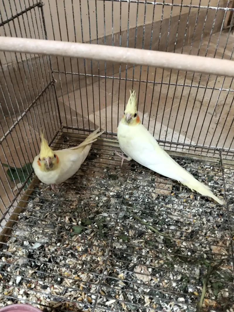 cocktail pairs for sale — photo 3