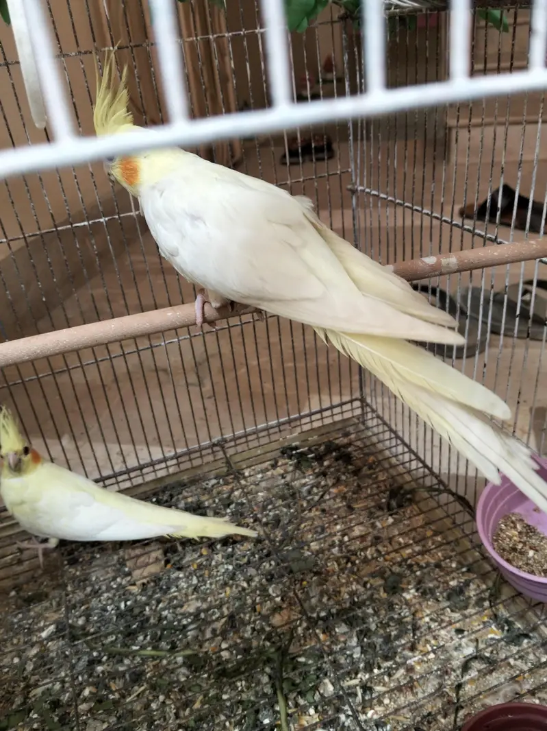 cocktail pairs for sale — photo 4