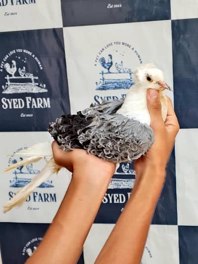 High Quality Saddle Frillback Male