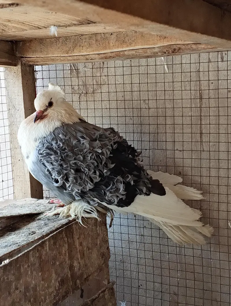 High Quality Saddle Frillback Male — photo 2