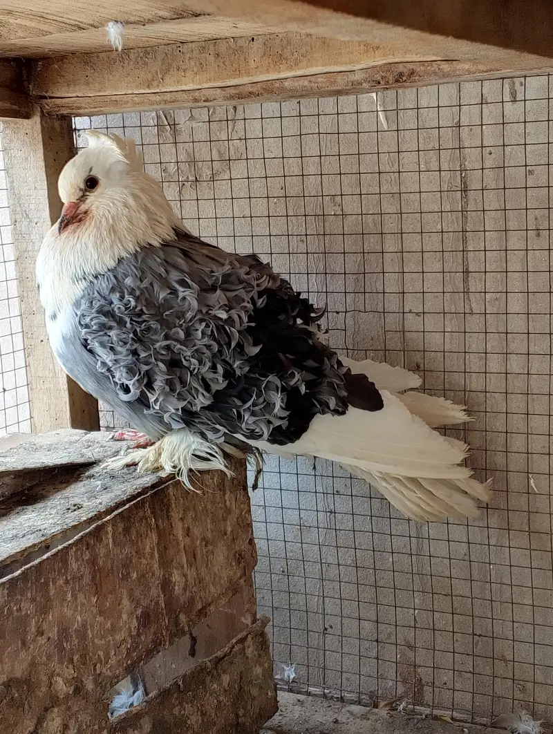 High Quality Saddle Frillback Male — photo 3