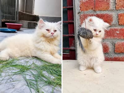 Punch face female kitten for sale (peki/punch bloodline) 03234102419