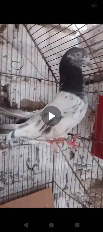 4 adad kabotar for sale