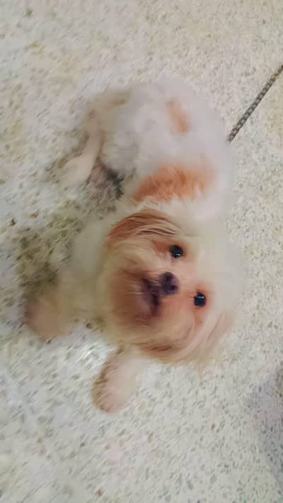 Young shih zhu breeder female for sale