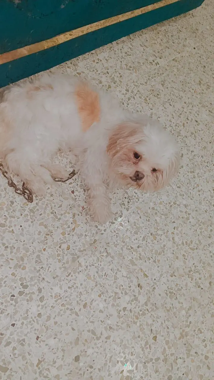 Young shih zhu breeder female for sale — photo 2