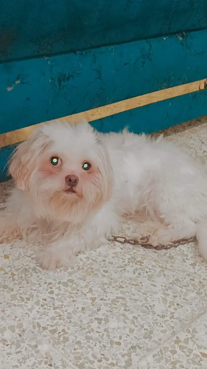 Young shih zhu breeder female for sale — photo 3