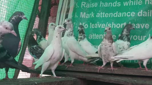 بہترین پروازی اور جوڑوں والے مکس کبوتر
