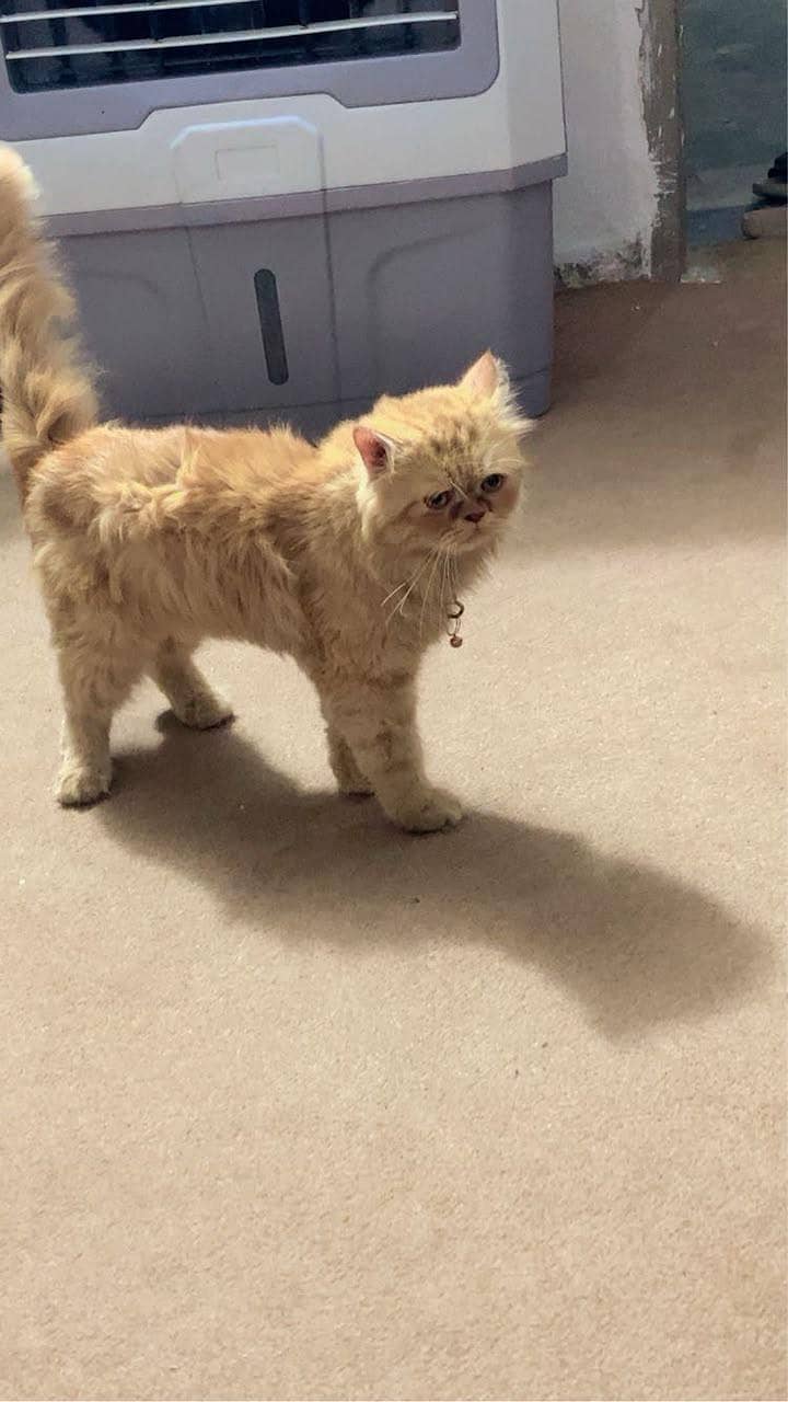 propression cat 0